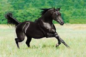 Black Arabian Horse Stallion Horses Most Beautiful Horses Black Arabian Horse
