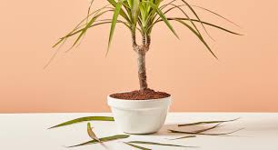 Saw palmetto is said to be an inhibitor of dihydrotestosterone (dht). Does Saw Palmetto Prevent Hair Loss Hims