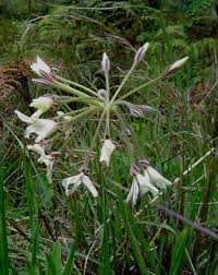Image result for Pelargonium luridum