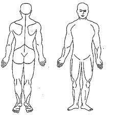 Maybe you would like to learn more about one of these? Anterior And Posterior Human Body Coloring Pages Coloring Sky