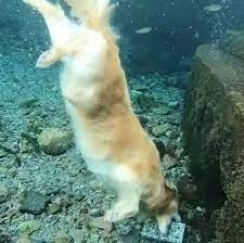 Stunning Footage Shows Golden Retrievers Playing Fetch Underwater Deadline News