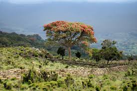 Image result for Hagenia abyssinica