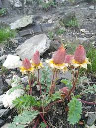 Image result for Aeollanthus repens