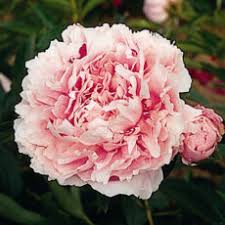 Please come visit us and check out this peony at the peony showgarden holland. Mme Claude Tain Pivoines Riviere