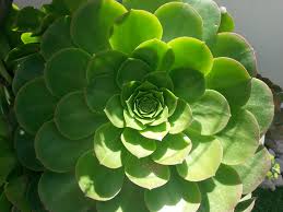 Image result for fibonacci