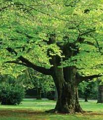 Reflections On Hope Tree Beech Tree Beautiful Tree