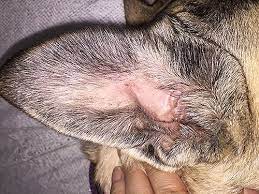 Ear mites and yeast ear infection in dogs may sound the same, but they are two very different conditions with different remedies. The Secret To Getting Rid Of Ear Infections In Your Dog At Home