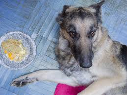 Try these effective dog separation anxiety solutions. 7 Separation Anxiety Myths Whole Dog Journal