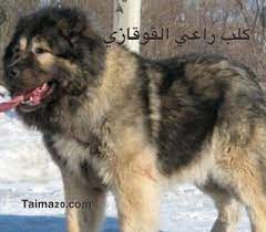 أخطر أنواع الكلاب أعمارها وأسماؤها بالصور dogs animals husky