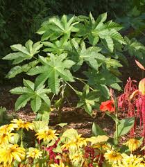 Image result for Ricinus