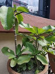 Image result for Bryophyllum