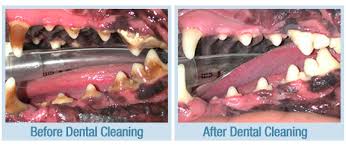 However, the truth is that dog teeth cleaning costs vary a ton depending on which veterinary clinics you visit and where you live. How Much Is A Teeth Cleaning For Dogs Teethwalls