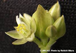 Image result for Limeum