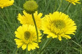 Image result for Berkheya setifera