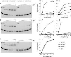 Mira la señal en vivo del canal 1, que podrá variar dependiendo de la hora y la ubicación en la que estás. Bacterial Nonhomologous End Joining Ligases Preferentially Seal Breaks With A 3 Oh Monoribonucleotide Journal Of Biological Chemistry