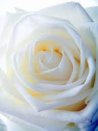 Check spelling or type a new query. White Rose White Roses Rose Flower Beautiful Roses