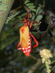 Giant Mesquite Bugs Thasus Neocalifornicus The Firefly Forest Weird Insects Cool Insects Leaf Footed Bug