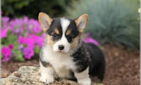 Litterer gorgeous puppies, they are all spoiled and are part of the family, they have been brought up. Corgi Puppies Az Craigslist