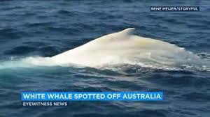 Humpback whale are so named due to the large hump on their backs which generally give them a very distinctive means of identification. Video Rare White Humpback Whale Spotted Off Coast Of Australia Abc7 Youtube