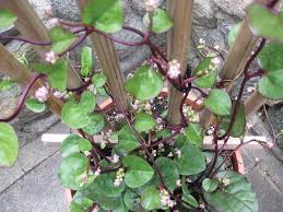 Aug 11, 2020 · even when conditions are humid and summer temperatures rise to 90 degrees fahrenheit, malabar spinach produces robust leafy growth, according to nc state extension, and once temperatures dip below. Growing Malabar Spinach Manitoba Co Operator