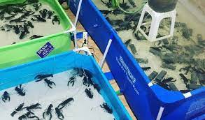 Lobster merupakan hewan yang berpeluang besar untuk menghasilkan uang. Fantastis Bisnis Lobster Air Tawar Bisa Hasilkan 190 Juta Sekali Panen