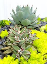 Kalanchoe Tomentosa Panda Plant Bunny Ears Agave Parryi Var Truncata Artichoke Agave And Sedum Gold Mound Plants Succulents Planting Succulents