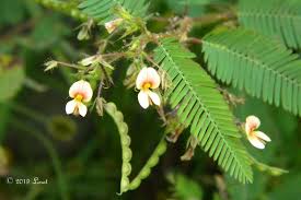 Image result for Aeschynomene