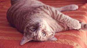 3 Dangers Of An Enlarged Heart In Cats Petcarerx