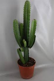 This family has about 275 genera and 7 500 species. Buy Euphorbia Ingens Plant Plantslive