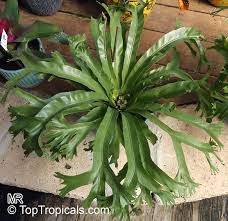 Image result for Asplenium sandersonii