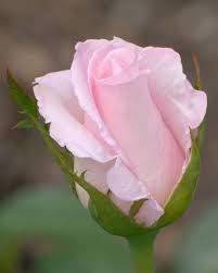 troyandi rozy guzel guller cicekli desenler pembe gul