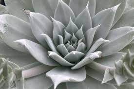 Image result for Crassulaceae