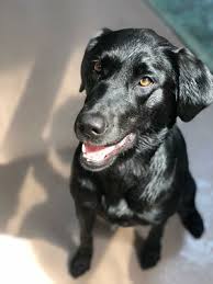 Royal pet market & resort offers pet boarding while you are out of town! All American Pet Resorts Royal Oak 140 Photos 47 Reviews Pet Sitting 4227 Delemere Blvd Royal Oak Mi United States Phone Number Services