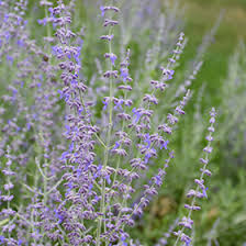 Image result for Perovskia atriplicifolia 'blue spire'