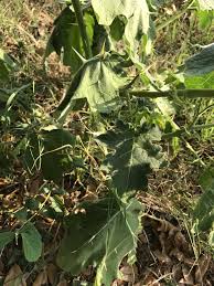 Image result for Solanum viarum