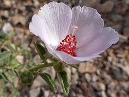 Image result for Hibiscus mutatus