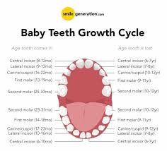 Baby Teeth Growth Cycle Chart Pediatric Dentistry Dental Facts Pediatric Dentist