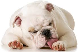 8 Reasons Why Your Dog Is Licking Chewing His Paws All Things Dogs All Things Dogs