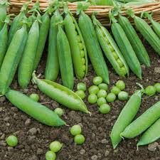 petit pois