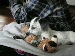German Short Hair With Blue Heeler Mix Blue Heeler Heeler Mix Heeler