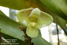 Image result for Polystachya galeata