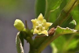 Image result for Marsdenia