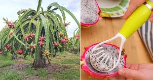 Check spelling or type a new query. Dragonfruit Cultivation In India How To Grow Dragonfruit