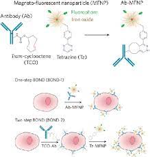 Figure 2 From Dextran Coated Iron Oxide Nanoparticles A Versatile Platform For Targeted Molecular Imaging Molecular Diagnostics And Therapy Semantic Scholar