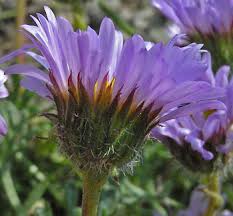 Image result for Erianthemum taborense