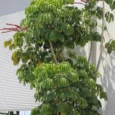 Image result for Araliaceae