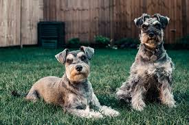 After adopting animals that had been dropped off at my property i thought it was easy to buy cheap dogfood to keep them all nourished. Dry Dog Food Brands To Avoid Fifi Beaumont S