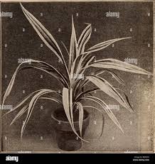 Image result for Isolepis costata