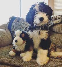 Ig Rory The Bernedoodle 13 Weeks Old Mini Bernedoodle Bernedoodle Puppy Super Cute Puppies Cute Dogs