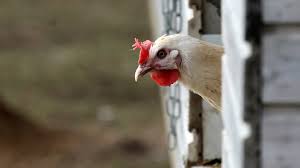 In den ersten beiden jahren ist die legeleistung der hennen auf ihrem höhepunkt, danach lässt die eierproduktion sukzessive nach. Ja Huhner Konnen Tatsachlich Fliegen Wissen Sz De